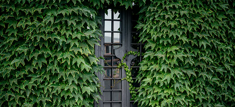 Garden Gate Repair in Berkeley, CA