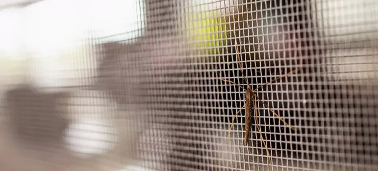Repair Mosquito Mesh For Windows in Berkeley, CA